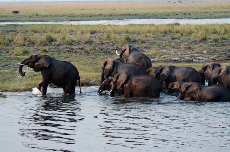 57 - Botswana - elefantes cruzando el rio Chobe - parque nacional de Chobe